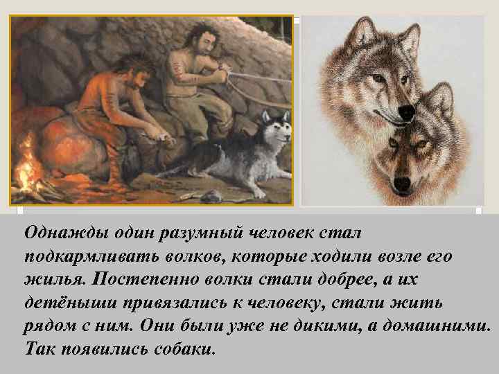 Однажды один разумный человек стал подкармливать волков, которые ходили возле его жилья. Постепенно волки