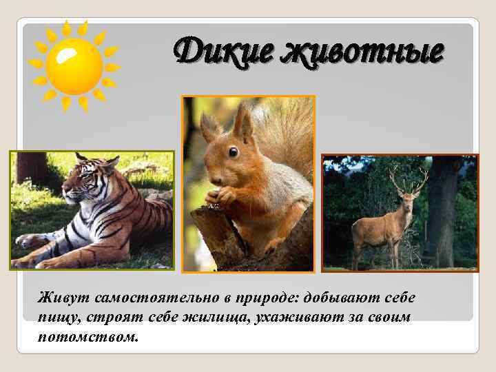 Дикие животные Живут самостоятельно в природе: добывают себе пищу, строят себе жилища, ухаживают за