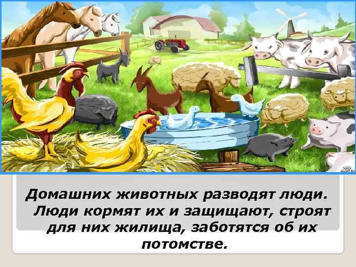 Домашних животных разводят люди. Люди кормят их и защищают, строят для них жилища, заботятся
