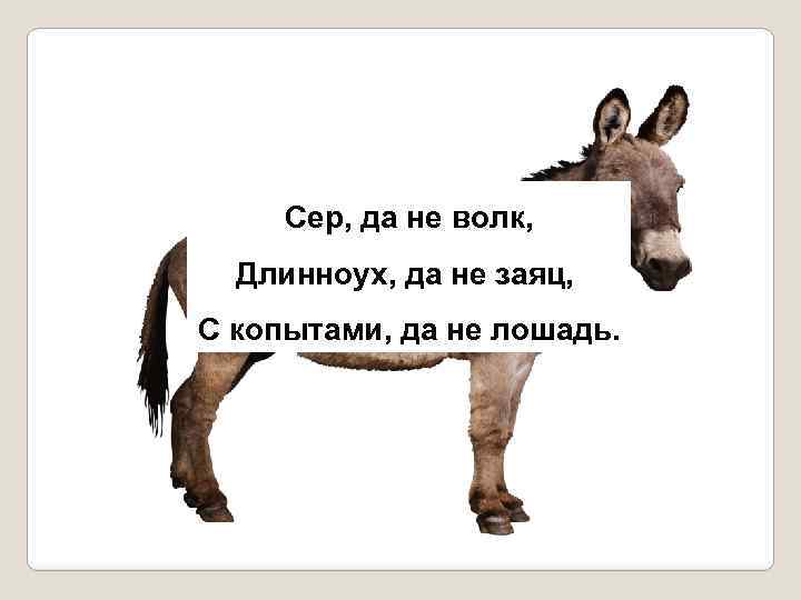 Сер, да не волк, Длинноух, да не заяц, С копытами, да не лошадь. 