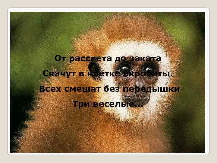От рассвета до заката Скачут в клетке акробаты. Всех смешат без передышки Три веселые.