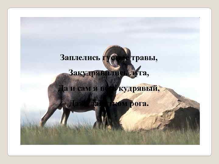Заплелись густые травы, Закудрявились луга, Да и сам я весь кудрявый, Даже завитком рога.