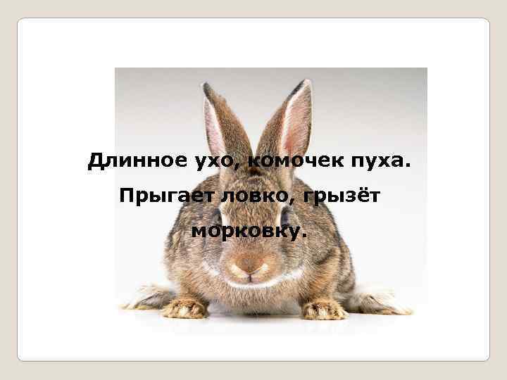 Длинное ухо, комочек пуха. Прыгает ловко, грызёт морковку. 