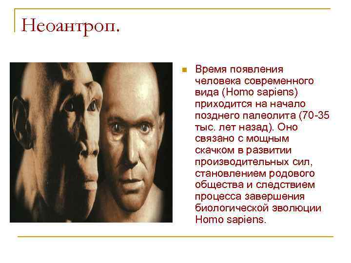 Неоантроп. n Время появления человека современного вида (Homo sapiens) приходится на начало позднего палеолита