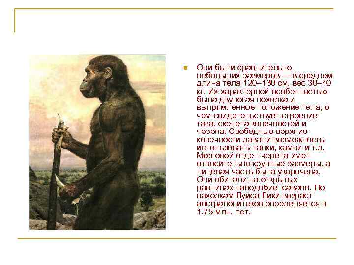 n Они были сравнительно небольших размеров — в среднем длина тела 120– 130 см,