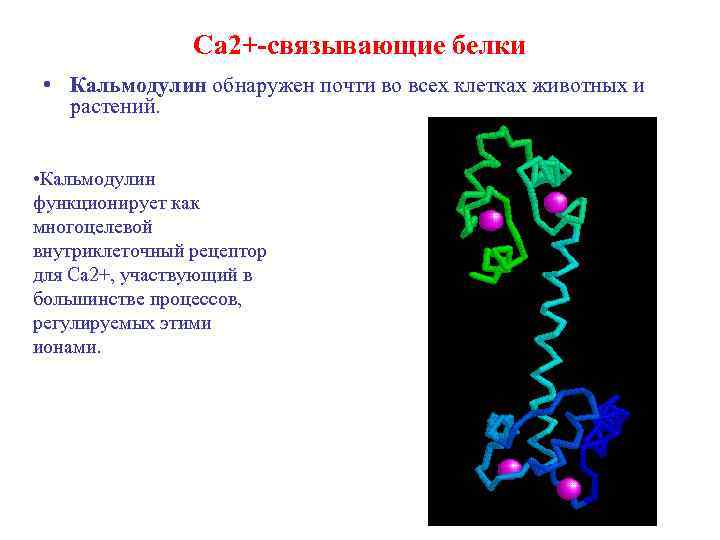 Белки связывают воду. Кальмодулин кальций связывающий. Белок кальмодулин. Кальций связывающий белок. CA(2+) связывающий белок.