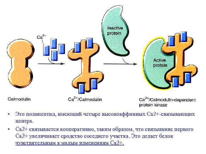  • Это полипептид, имеющий четыре высокоаффинных Са 2+-связывающих центра. • Са 2+ связывается