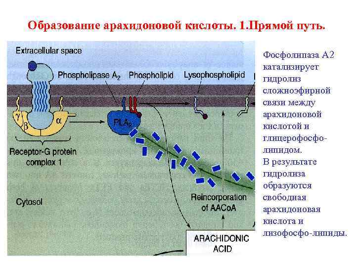 Образование арахидоновой кислоты. 1. Прямой путь. Фосфолипаза A 2 катализирует гидролиз сложноэфирной связи между