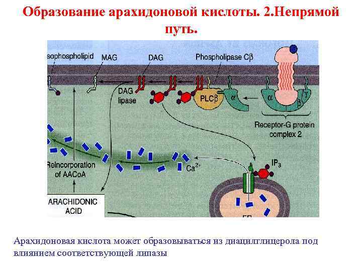 Образование арахидоновой кислоты. 2. Непрямой путь. Арахидоновая кислота может образовываться из диацилглицерола под влиянием