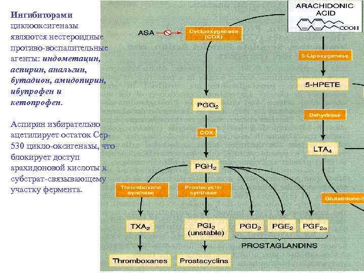 Ингибиторами циклооксигеназы являются нестероидные противо-воспалительные агенты: индометацин, аспирин, анальгин, бутадион, амидопирин, ибупрофен и кетопрофен.