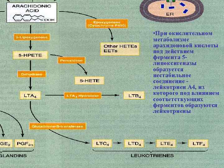 Каскад арахидоновой кислоты схема