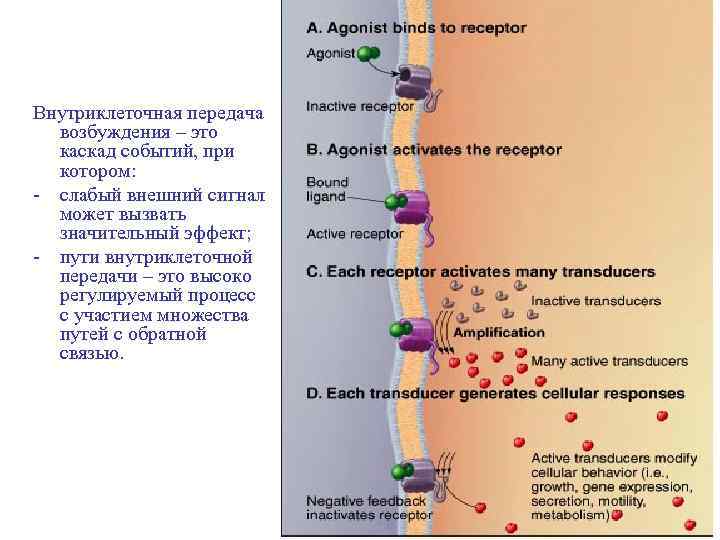 Внутриклеточная передача возбуждения – это каскад событий, при котором: - слабый внешний сигнал может
