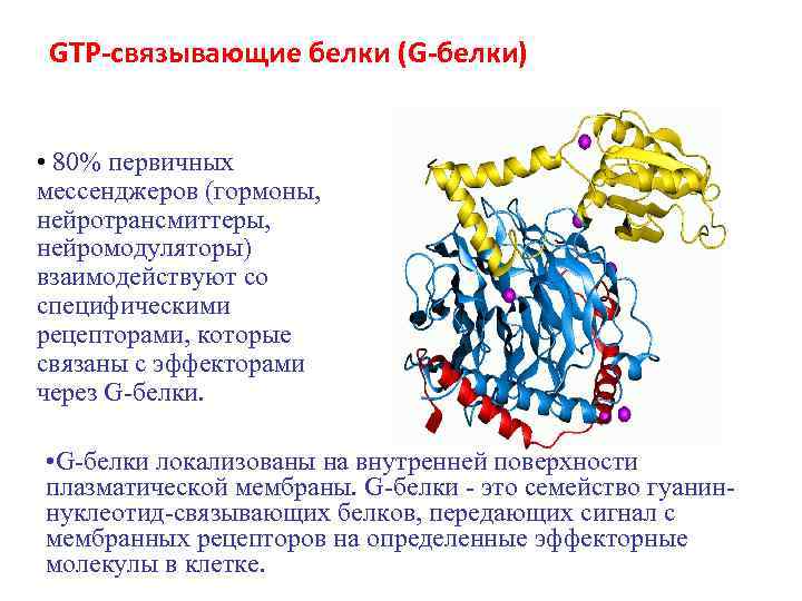 Белки связывают воду. Структура g белков. Строение g белка биохимия. Строение Джи белка. С помощью g-белков возбуждаются рецепторы.