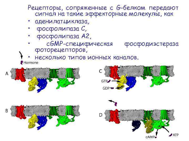 Рецепторы, сопряженные с G-белком передают сигнал на такие эффекторные молекулы, как • аденилатциклаза, •