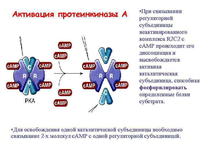 Активация протеинкиназы А • При связывании регуляторной субъединицы неактивированного комплекса R 2 C 2