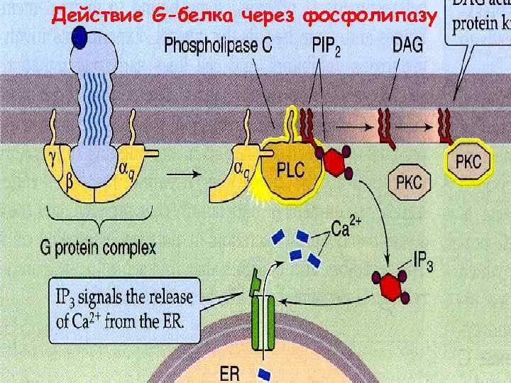 Действие G-белка через фосфолипазу 