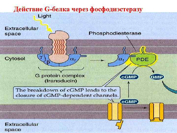 Действие G-белка через фосфодиэстеразу 