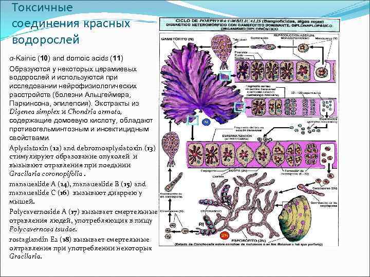 ГОМОЦИТНЫЙ таллом и гетероцитный таллом. Одноосевой таллом. Строение таллома одноосевое или многоосевое. Диатомовые водоросли и комоевая кислота.