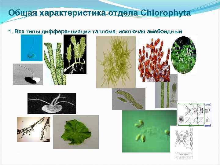 Имеют недифференцированный таллом могут иметь. Типы дифференциации таллома водорослей. Фрагментация таллома водорослей. Тип таллома зеленых водорослей. Типы организации таллома.