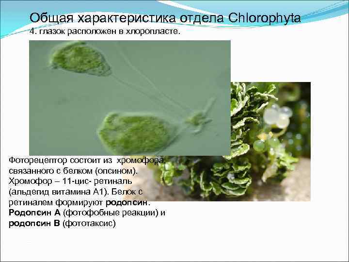 Имеют недифференцированный таллом могут иметь. Chlorophyta жгутиковые стадии. Эукарпический, моноцентрический таллом. Хромофоры фоторецепторов. Гетероморфный таллом.