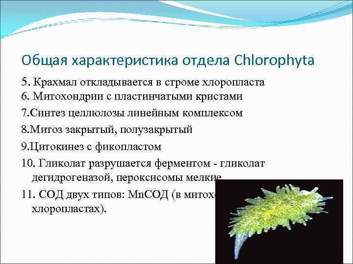 Имеют недифференцированный таллом могут иметь. Характеристика отдела. Тканевый Тип таллома. Уровни организации таллома водорослей различных отделов. Вервисный и вторичный таллом.