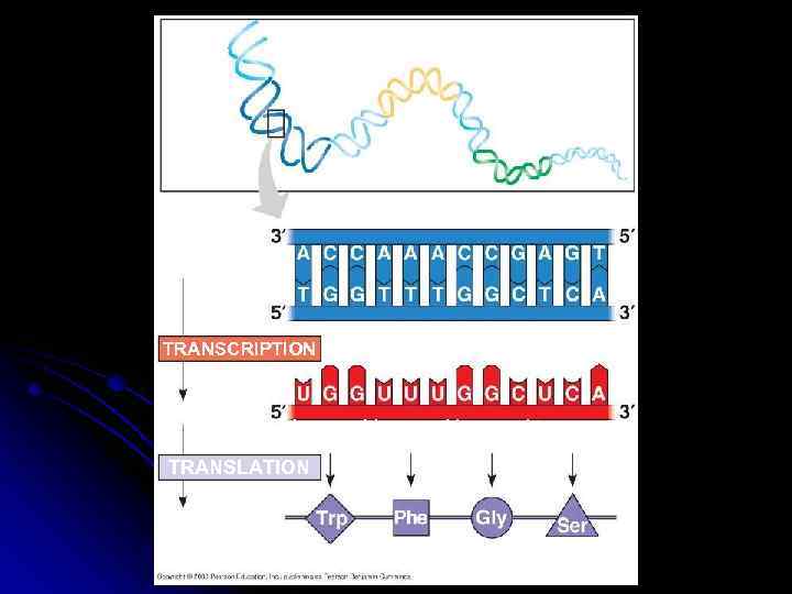 DNA molecule Gene 2 Gene 1 Gene 3 DNA template strand TRANSCRIPTION m. RNA