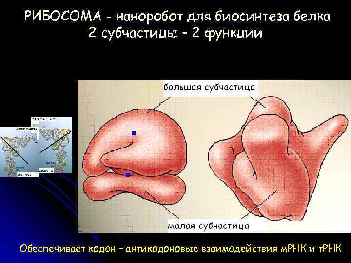 РИБОСОМА - наноробот для биосинтеза белка 2 субчастицы – 2 функции Обеспечивает реакцию образования