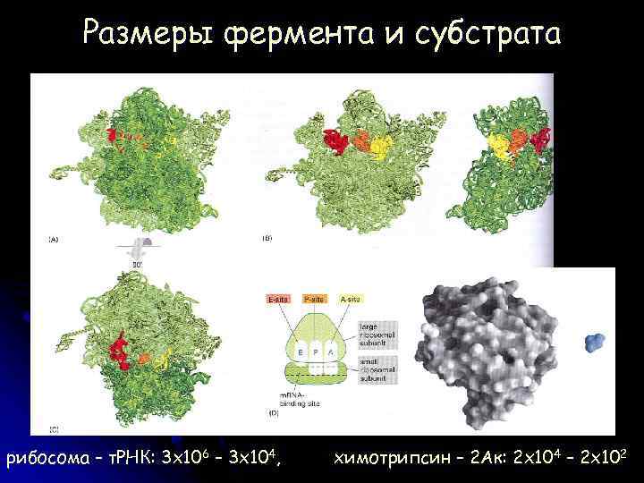 Размеры фермента и субстрата М 1: 1 М 100: 1 рибосома – т. РНК: