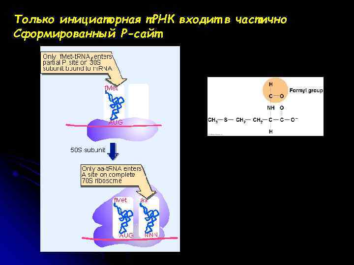 Только инициаторная т. РНК входит в частично Сформированный Р-сайт 