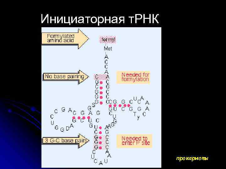 Инициаторная т. РНК прокариоты 