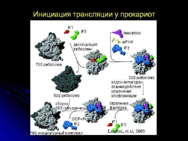 Инициация трансляции у прокариот Laursen, et al. 2005 