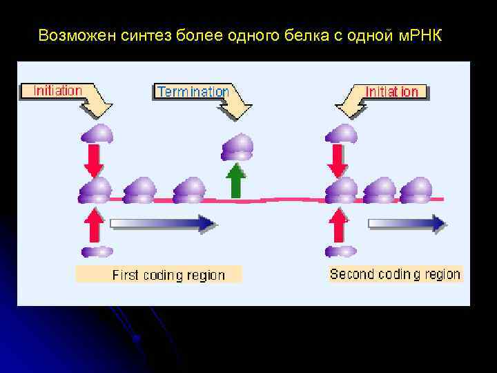 Возможен синтез более одного белка с одной м. РНК 