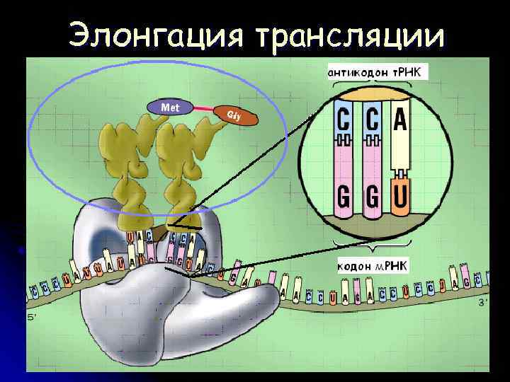 Элонгация трансляции 