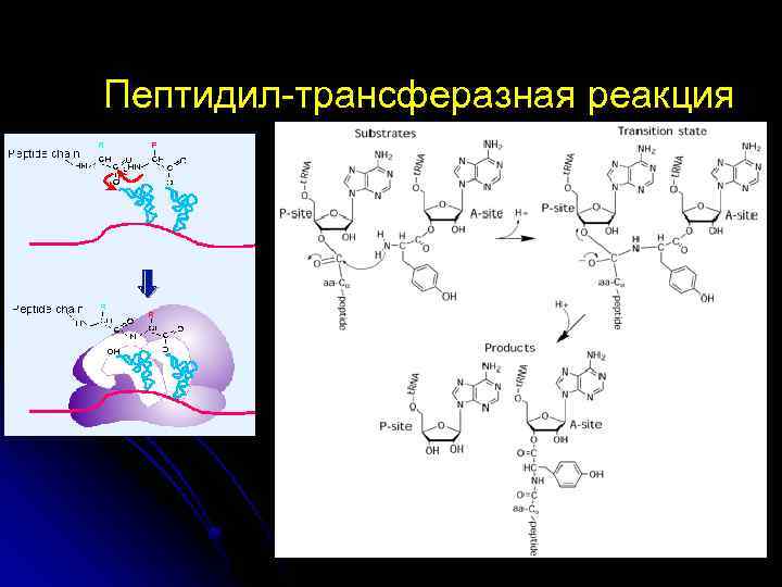 Пептидил-трансферазная реакция 