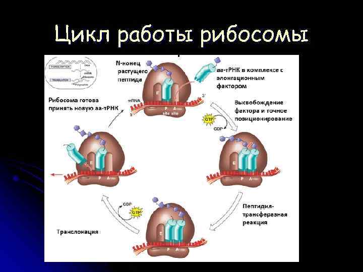 Цикл работы рибосомы 