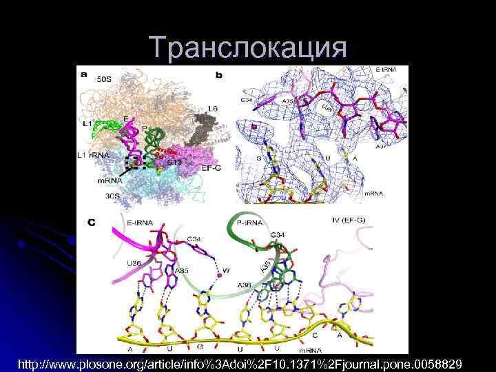 Транслокация http: //www. plosone. org/article/info%3 Adoi%2 F 10. 1371%2 Fjournal. pone. 0058829 