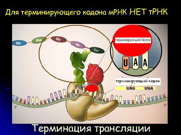 Для терминирующего кодона м. РНК НЕТ т. РНК Терминация трансляции 