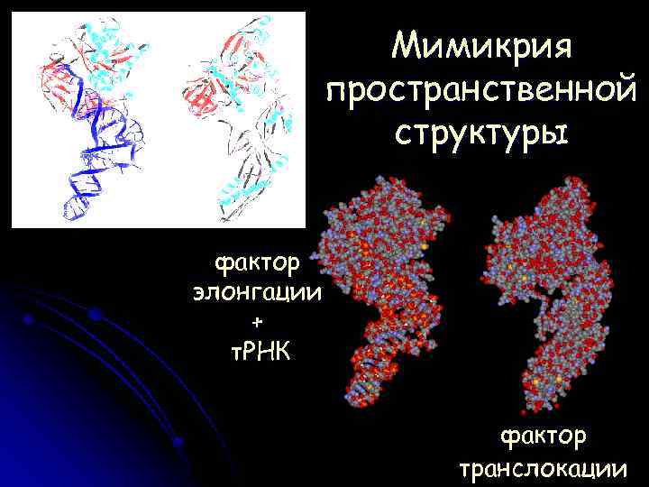 Мимикрия пространственной структуры фактор элонгации + т. РНК фактор транслокации 