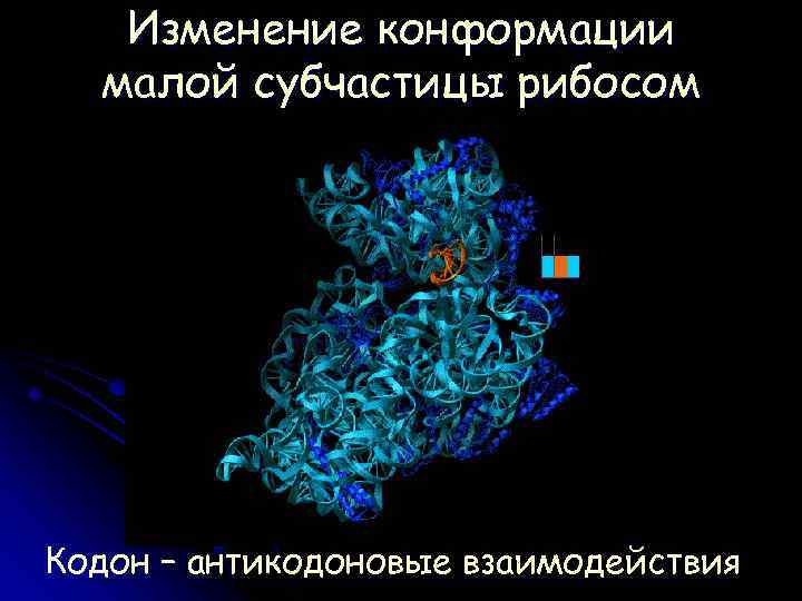 Изменение конформации малой субчастицы рибосом Кодон – антикодоновые взаимодействия 