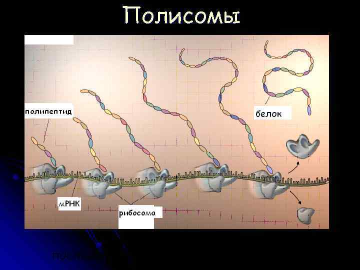 Полисомы м. РНК транслируется последовательно несколькими рибосомами 