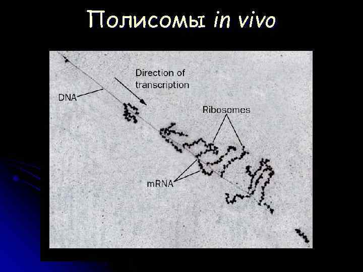 Полисомы in vivo 