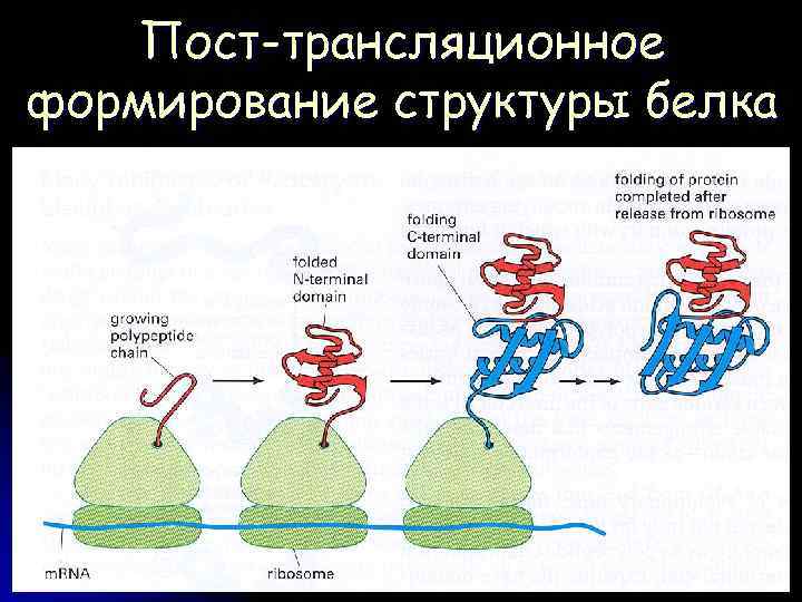 Пост-трансляционное формирование структуры белка 