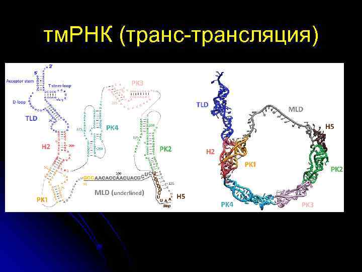 тм. РНК (транс-трансляция) 