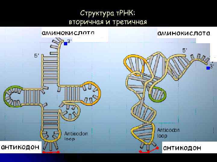 Вторичная рнк. Вторичная и третичная структура ТРНК. Первичная вторичная и третичная структура ТРНК. Третичная структура т РНК. Первичная структура ТРНК.