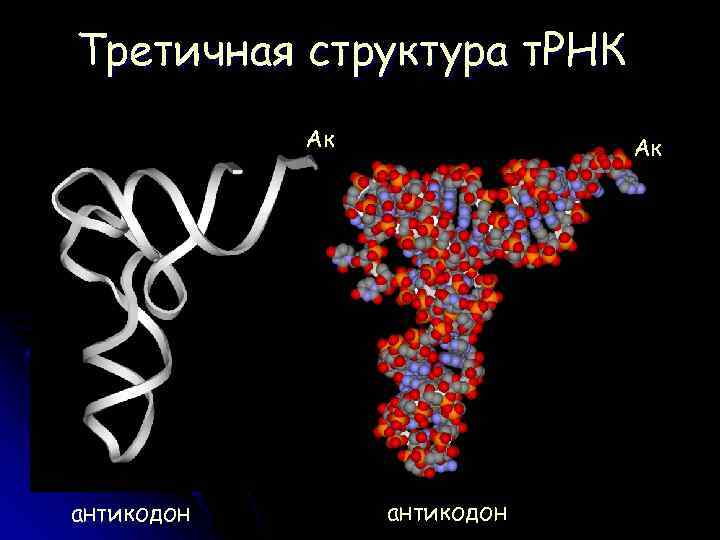 Третичная структура т. РНК Ак антикодон 