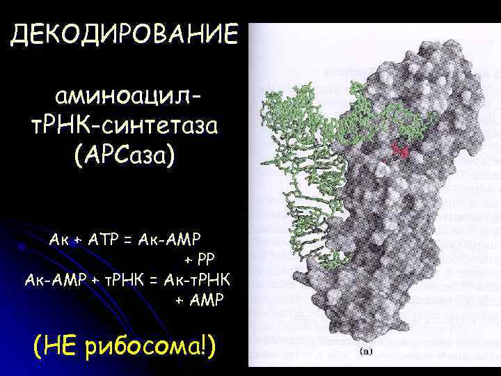 ДЕКОДИРОВАНИЕ аминоацилт. РНК-синтетаза (АРСаза) Ак + АТР = Ак-АМР + РР Ак-АМР + т.