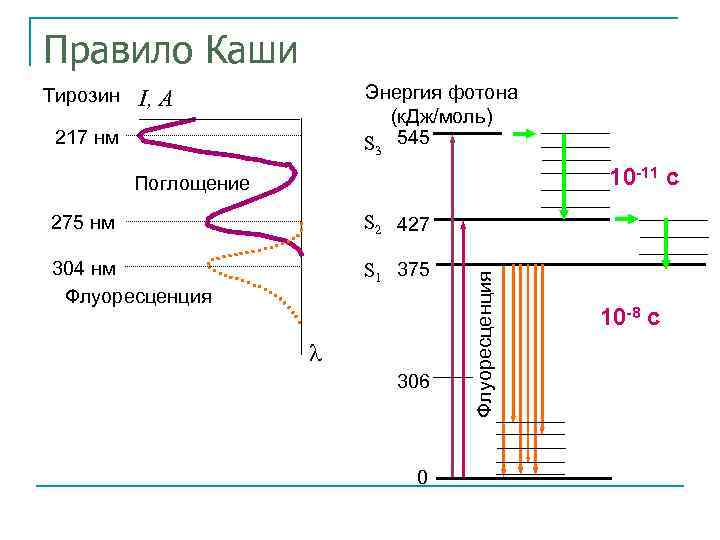 Правило Каши Тирозин Энергия фотона (к. Дж/моль) S 3 545 I, A 217 нм