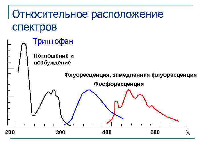 Относительное расположение спектров Триптофан Поглощение и возбуждение Флуоресценция, замедленная флуоресценция Фосфоресценция 200 300 400