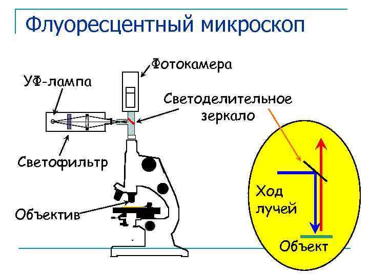 Схема работы микроскопа