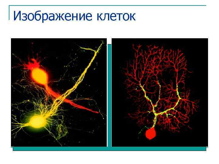 Изображение клеток 